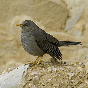 Chiguanco Thrush