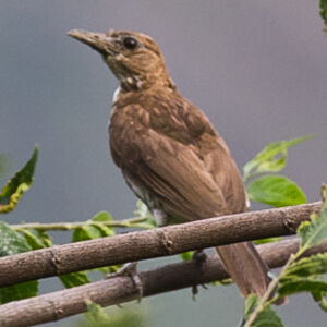 Maranon Thrush