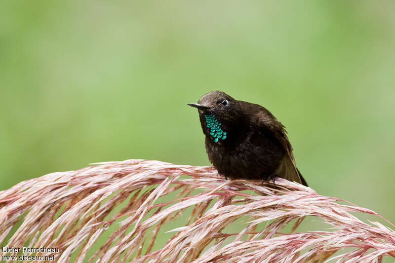 Black Metaltail male adult