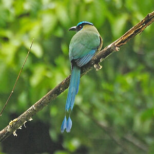 Motmot d'Équateur