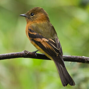 Cinnamon Flycatcher