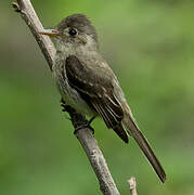 Southern Tropical Pewee