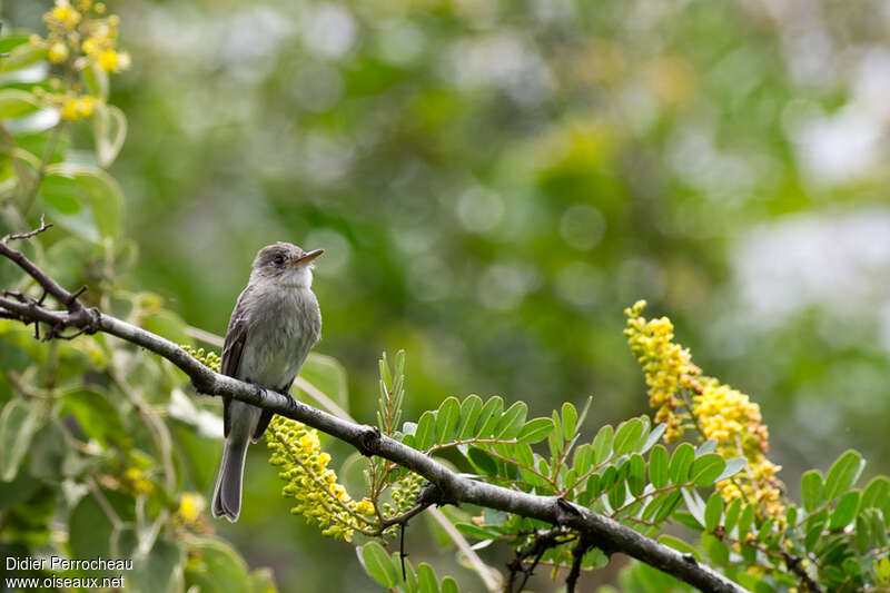 Tropical Pewee, pigmentation