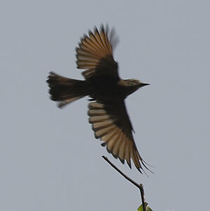 Cliff Flycatcher