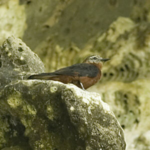 Cliff Flycatcher