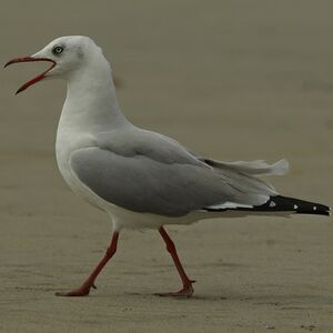 Mouette à tête grise