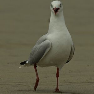 Mouette à tête grise