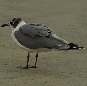 Mouette de Franklin