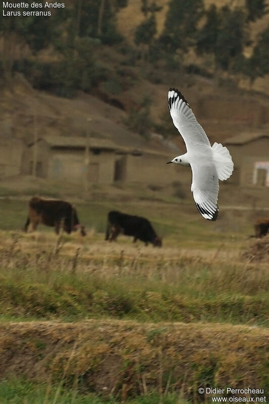 Andean Gulladult post breeding, Flight