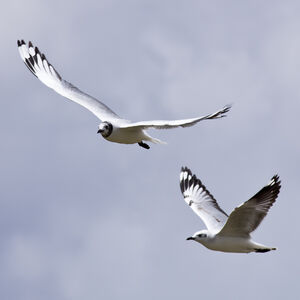 Mouette des Andes