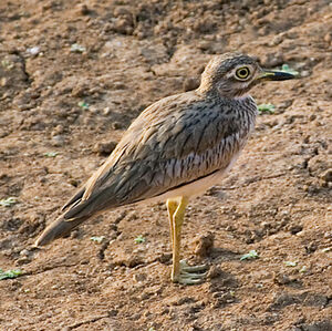 Senegal Thick-knee