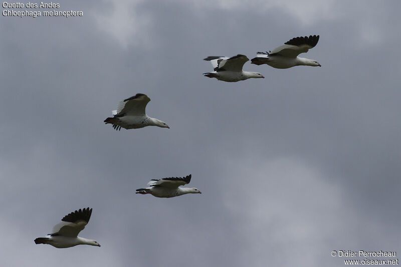 Andean Goose, Flight