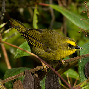 Citrine Warbler