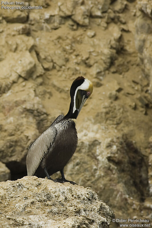 Brown Pelican, identification