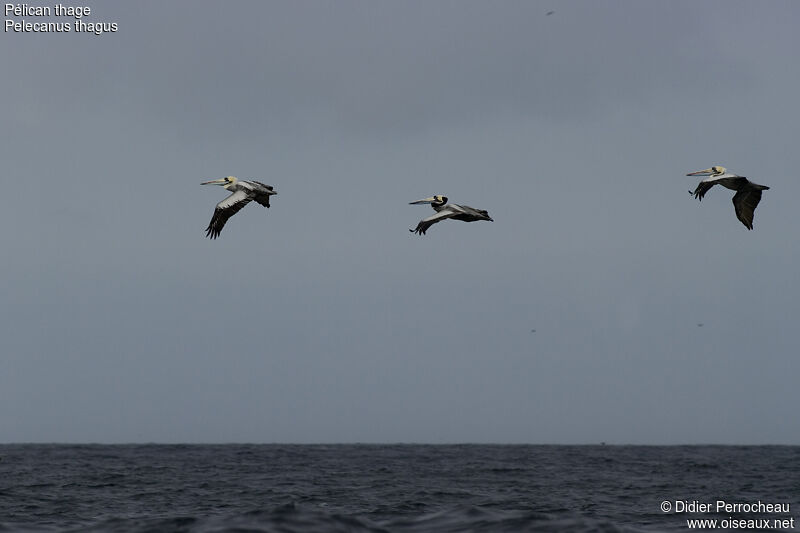 Peruvian Pelican, Flight
