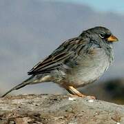 Band-tailed Sierra Finch