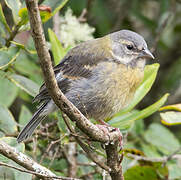 Peruvian Sierra Finch