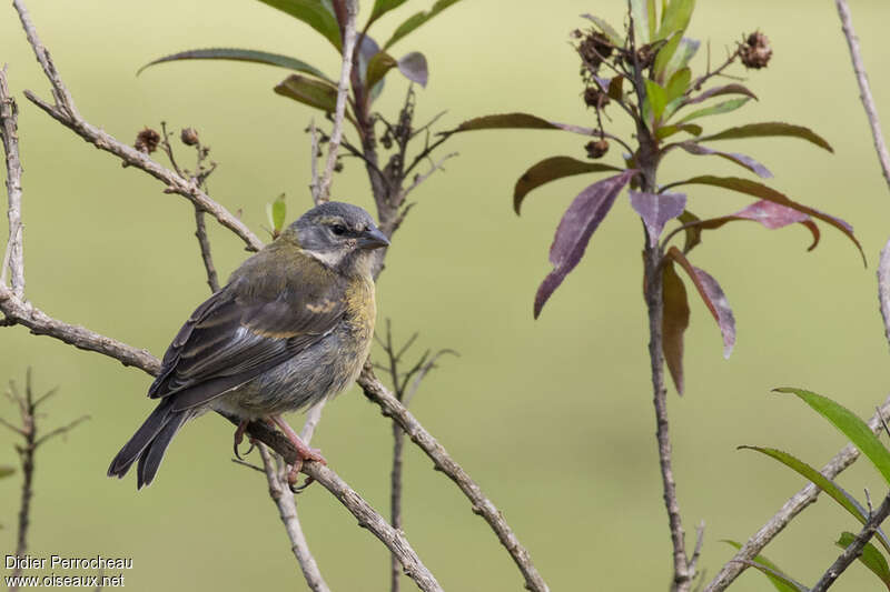 Peruvian Sierra Finchjuvenile