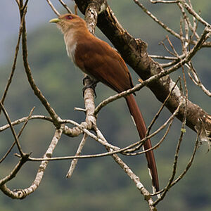Piaye �cureuil