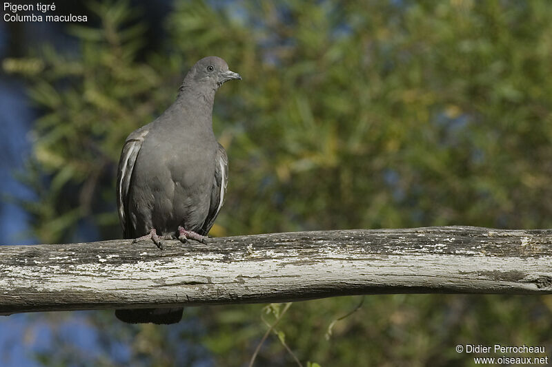 Spot-winged Pigeon, identification