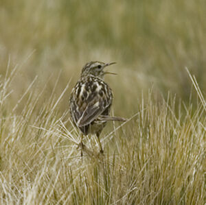 Pipit correndera
