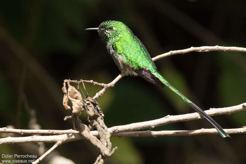 Green-tailed Trainbearer male adult, identification