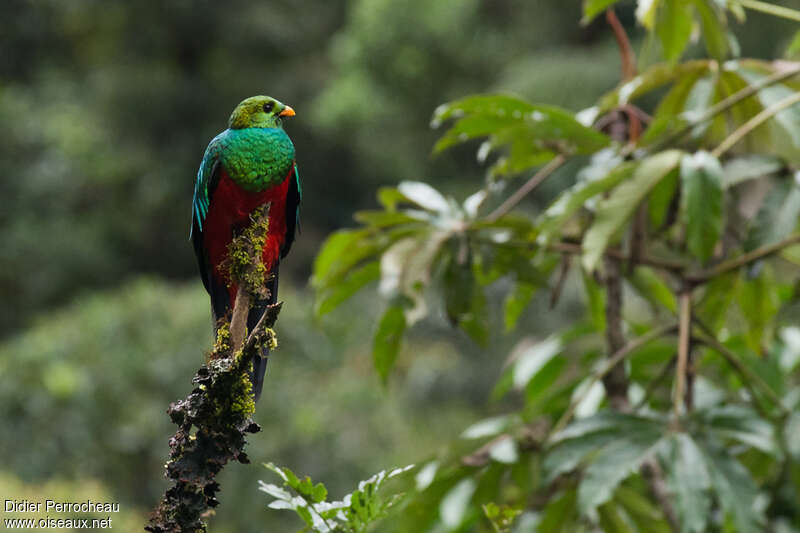Golden-headed Quetzal male adult, pigmentation