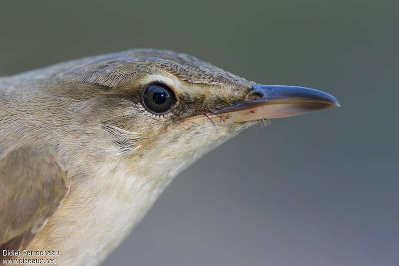 Great Reed Warbler, close-up portrait