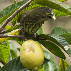 Streaked Saltator
