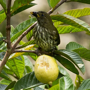 Streaked Saltator