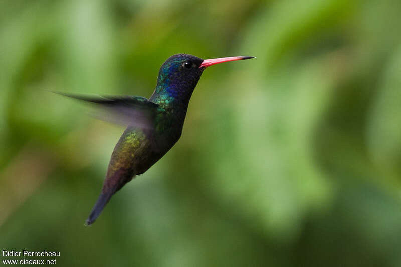 White-chinned Sapphire male adult, identification