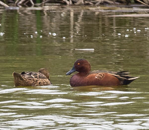 Cinnamon Teal