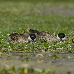 Puna Teal