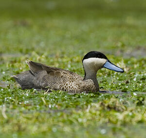 Puna Teal