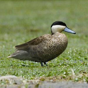 Puna Teal