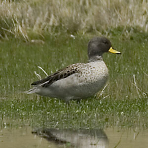 Yellow-billed Teal