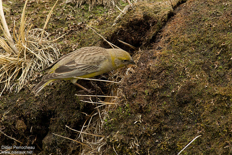 Bright-rumped Yellow Finch female adult