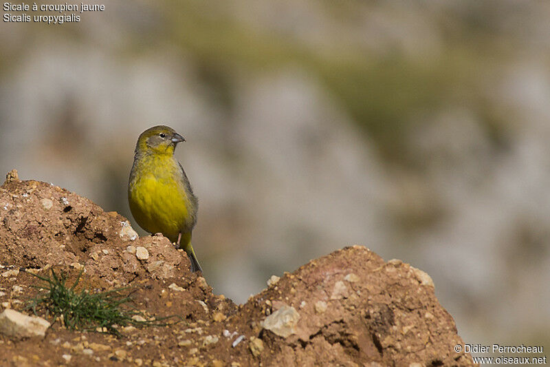 Bright-rumped Yellow Finch
