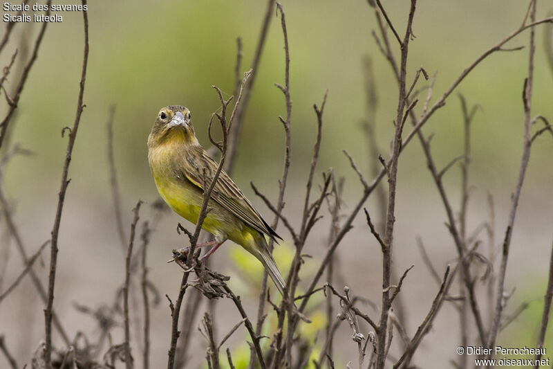 Grassland Yellow Finch