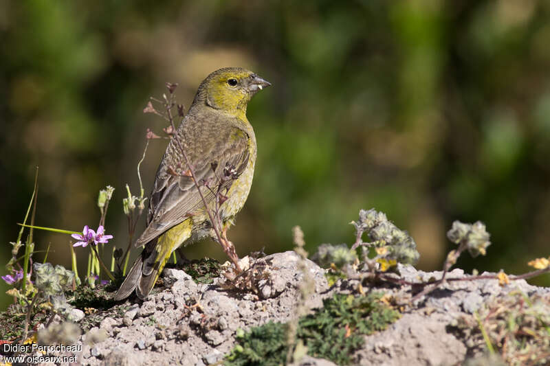 Greenish Yellow Finch female adult, pigmentation, feeding habits, eats