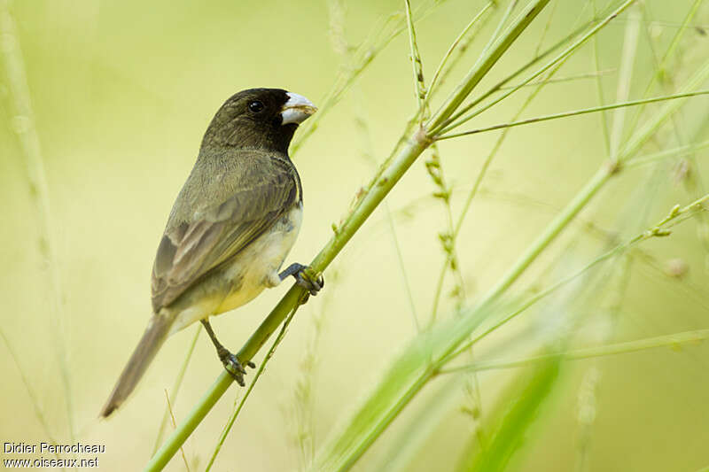 Yellow-bellied Seedeater male adult, feeding habits, eats