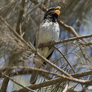 Parrot-billed Seedeater