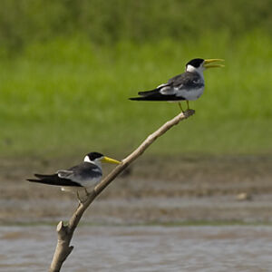 Large-billed Tern