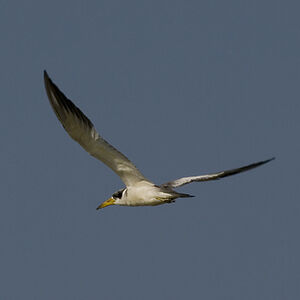 Large-billed Tern