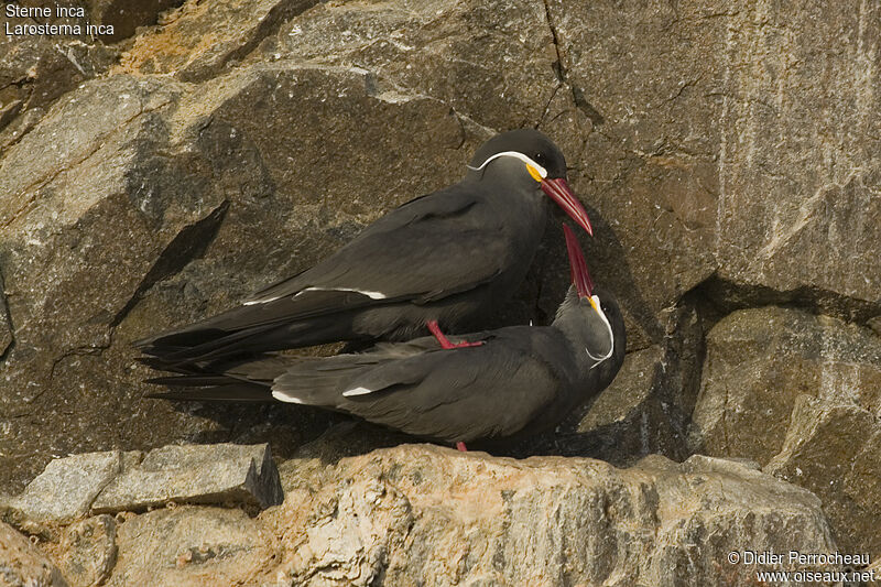 Inca Tern, Reproduction-nesting, Behaviour