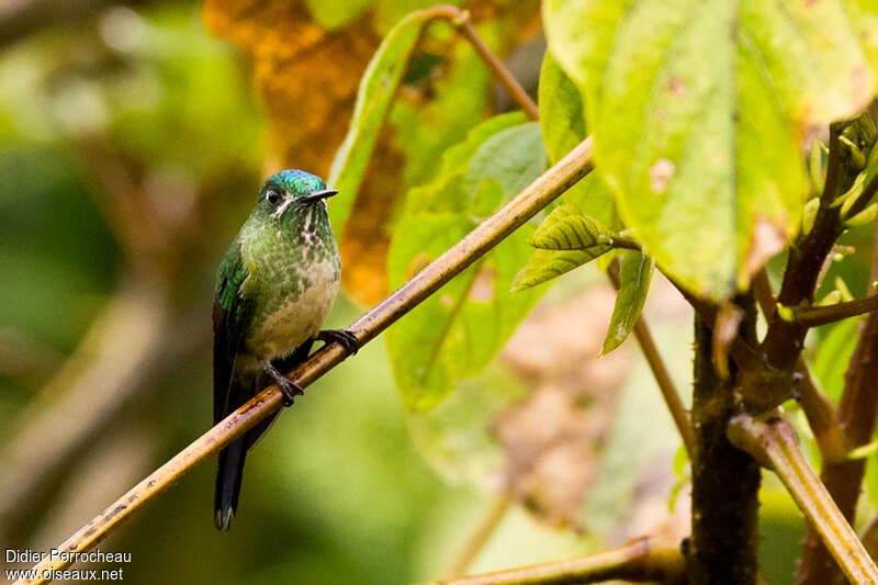 Long-tailed Sylph female adult, identification
