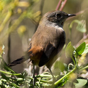 Dark-winged Canastero
