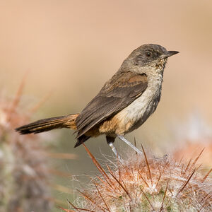 Dark-winged Canastero