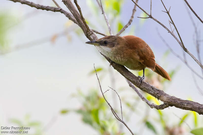 Chestnut-backed Thornbird, pigmentation