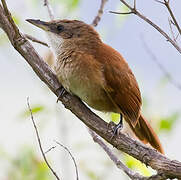 Chestnut-backed Thornbird